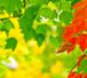 02719_autumnbloom_2560x1440.jpg