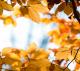 02754_yellowautumn_2560x1440.jpg