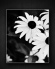 wall4.png (31.42 kb; 273 hits) wall4.png