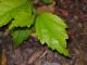 dsc00281cs.jpg