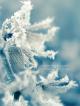 Frosted_Flower.jpg (86.39 kb; 86 hits) Frosted_Flower.jpg