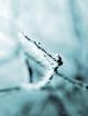 Frost_by_Wytske.jpg (31.63 kb; 54 hits) Frost_by_Wytske.jpg