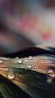 360x640-Wallpaper-NokiaS60v5-71.jpg (26.4 kb; 39 hits) 360x640-Wallpaper-NokiaS60v5-71.jpg
