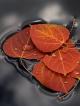much-su-autumn-240x320-12.jpg (14.71 kb; 21 hits) much-su-autumn-240x320-12.jpg