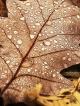 much-su-autumn-240x320-11.jpg (34.01 kb; 14 hits) much-su-autumn-240x320-11.jpg