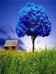 Blue_Tree.jpg (22.22 kb; 35 hits) Blue_Tree.jpg
