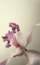 flower.jpg (12.1 kb; 29 hits) flower.jpg