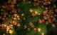 autumn-wallpaper.JPG (528.08 kb; 165 hits) autumn-wallpaper.JPG